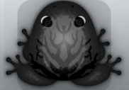 Black Picea Arbor Frog from Pocket Frogs