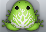 Green Albeo Arbor Frog from Pocket Frogs