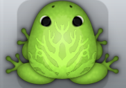 Green Folium Arbor Frog from Pocket Frogs