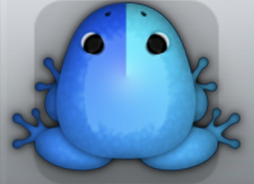 Blue Callaina Arcus Frog from Pocket Frogs