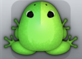 Emerald Folium Arcus Frog from Pocket Frogs