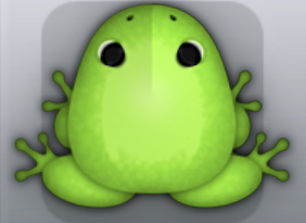 Green Folium Arcus Frog from Pocket Frogs