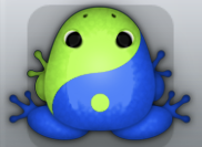 Blue Folium Biplex Frog from Pocket Frogs