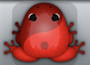 Red Tingo Biplex Frog from Pocket Frogs