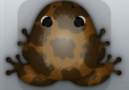 Cocos Cafea Bovis Frog from Pocket Frogs