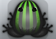Black Muscus Bulbus Frog from Pocket Frogs