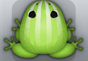 Green Albeo Bulbus Frog from Pocket Frogs