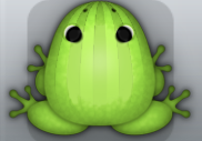 Green Folium Bulbus Frog from Pocket Frogs