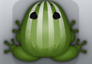 Olive Albeo Bulbus Frog from Pocket Frogs