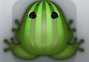 Olive Muscus Bulbus Frog from Pocket Frogs
