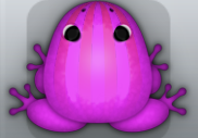 Pink Floris Bulbus Frog from Pocket Frogs