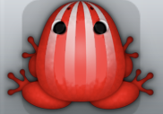 Red Albeo Bulbus Frog from Pocket Frogs