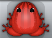 Red Tingo Bulbus Frog from Pocket Frogs