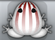 White Tingo Bulbus Frog from Pocket Frogs