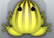 Yellow Bruna Bulbus Frog from Pocket Frogs