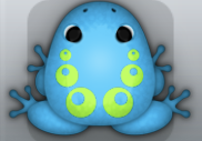 Azure Folium Bulla Frog from Pocket Frogs