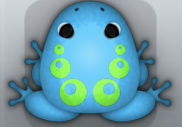Azure Muscus Bulla Frog from Pocket Frogs