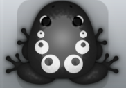 Black Albeo Bulla Frog from Pocket Frogs