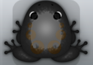 Black Cafea Bulla Frog from Pocket Frogs