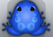 Blue Caelus Bulla Frog from Pocket Frogs