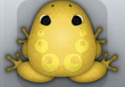 Golden Aurum Bulla Frog from Pocket Frogs