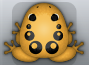 Orange Picea Bulla Frog from Pocket Frogs