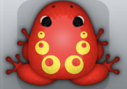 Red Aurum Bulla Frog from Pocket Frogs