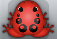 Red Picea Bulla Frog from Pocket Frogs