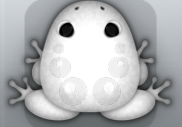 White Albeo Bulla Frog from Pocket Frogs