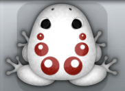 White Tingo Bulla Frog from Pocket Frogs