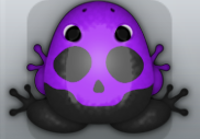 Black Viola Calvaria Frog from Pocket Frogs