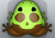 Cocos Folium Calvaria Frog from Pocket Frogs