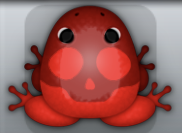 Red Tingo Calvaria Frog from Pocket Frogs