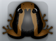 Cocos Picea Calyx Frog from Pocket Frogs