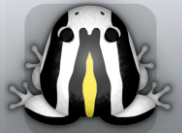 White Aurum Calyx Frog from Pocket Frogs