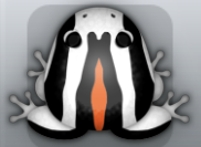 White Carota Calyx Frog from Pocket Frogs