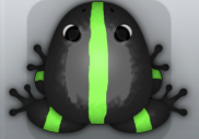 Black Muscus Cesti Frog from Pocket Frogs