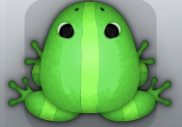 Emerald Muscus Cesti Frog from Pocket Frogs