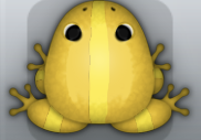 Golden Aurum Cesti Frog from Pocket Frogs