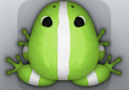 Green Albeo Cesti Frog from Pocket Frogs