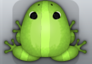 Green Folium Cesti Frog from Pocket Frogs