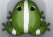 Olive Albeo Cesti Frog from Pocket Frogs