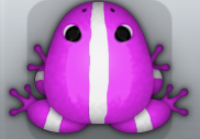 Pink Albeo Cesti Frog from Pocket Frogs