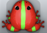 Red Muscus Cesti Frog from Pocket Frogs