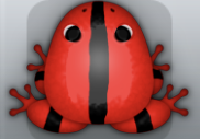 Red Picea Cesti Frog from Pocket Frogs