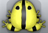 Yellow Picea Cesti Frog from Pocket Frogs