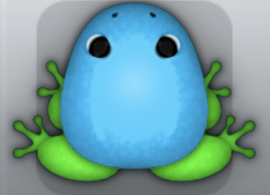Azure Muscus Clunicula Frog from Pocket Frogs