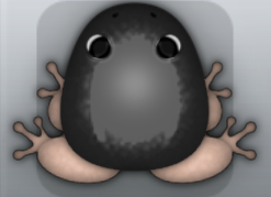 Black Ceres Clunicula Frog from Pocket Frogs