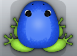 Blue Folium Clunicula Frog from Pocket Frogs