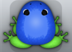 Blue Muscus Clunicula Frog from Pocket Frogs